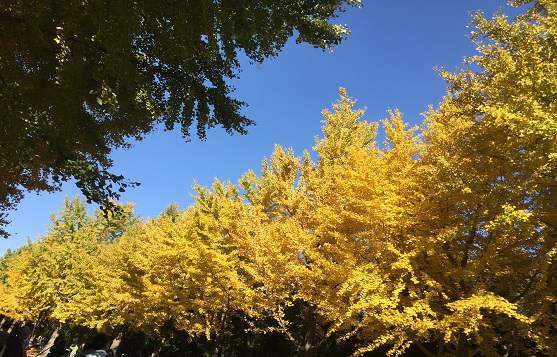 北京公司注册地址新政是否有限制条件？