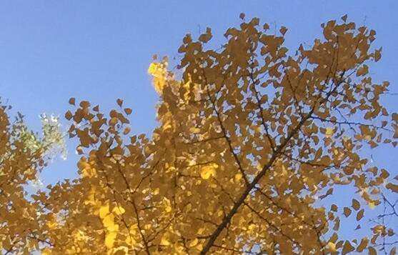 北京公司注册的优势是什么？注册后有哪些权利和义务？