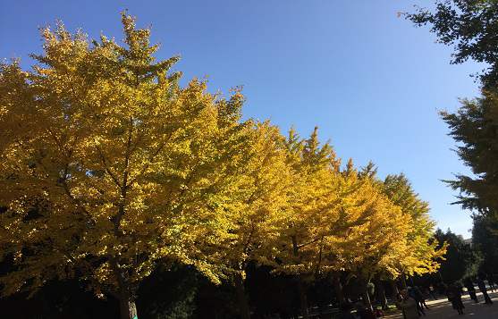 北京公司注册后需要完成哪些后续手续？