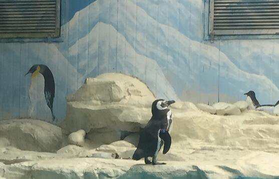 北京机电工程公司注册后如何开展业务？